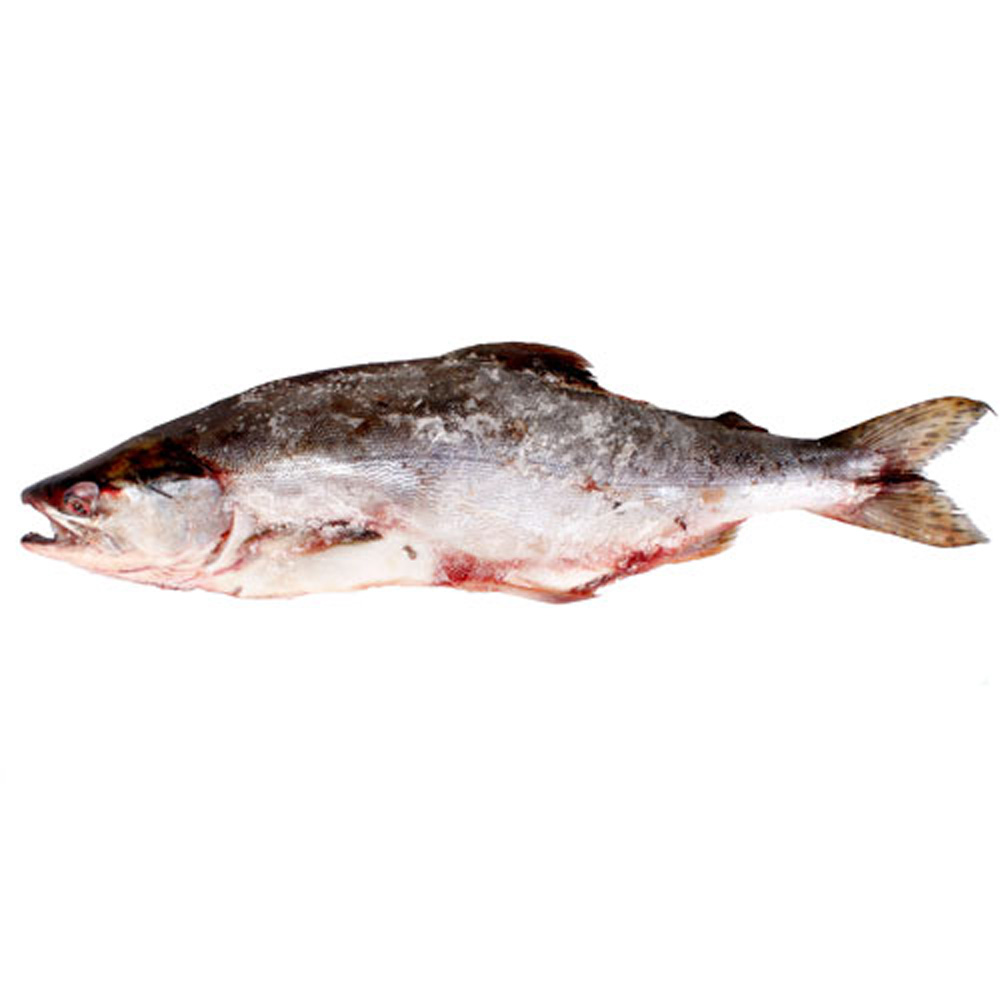 Горбуша фото рыбы с головой