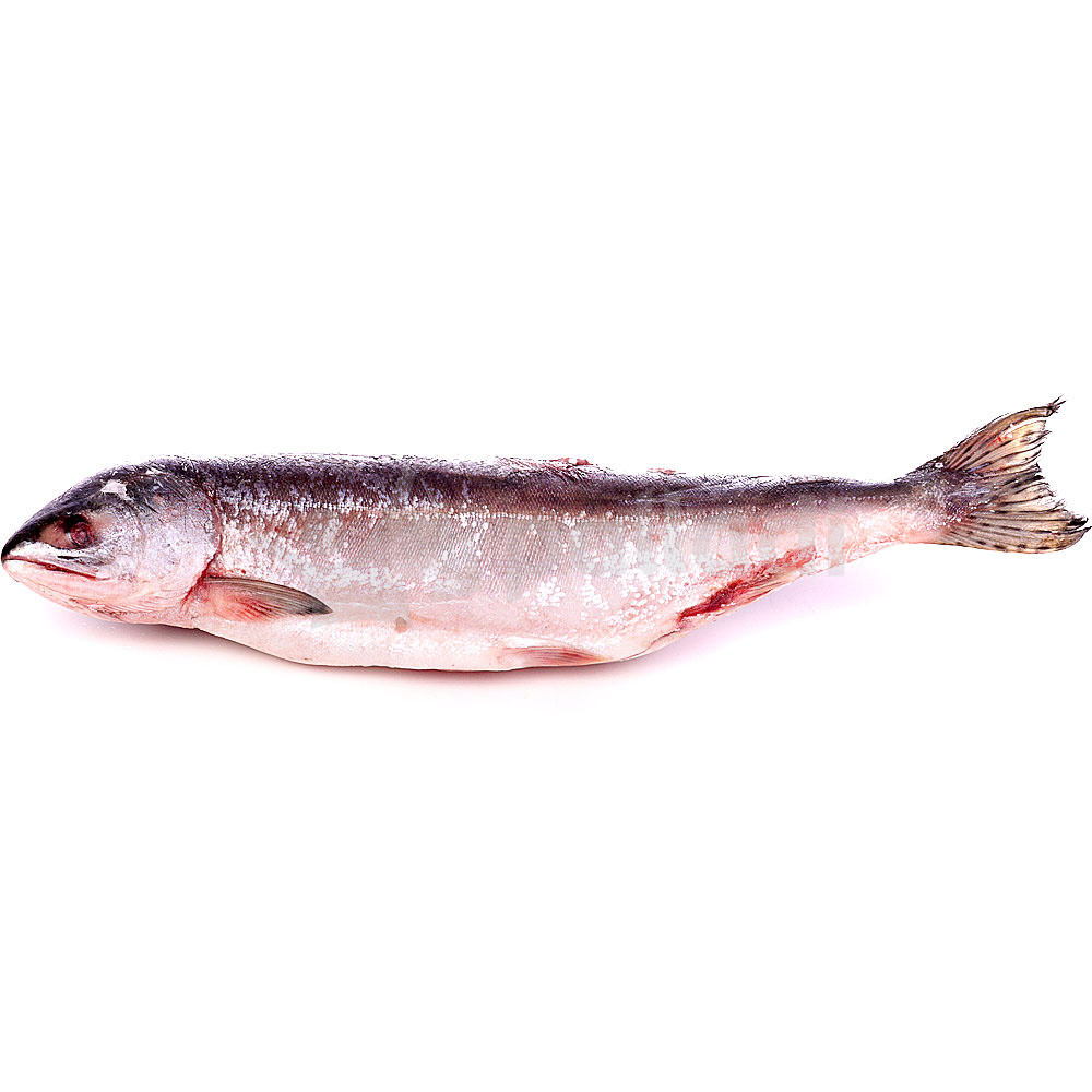 Горбуша без головы свежемороженая. Сёмга и горбуша отличия. Почему горбуша дешевая. Рыба без чешуи. Горбуша потрошеная б/г.