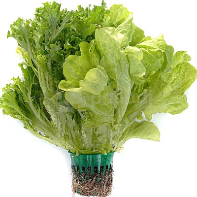 Салат Микс 1уп/100г Тепличный 